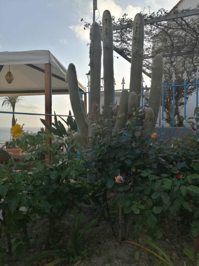 Villa Loreta Forio  Ngoại thất bức ảnh